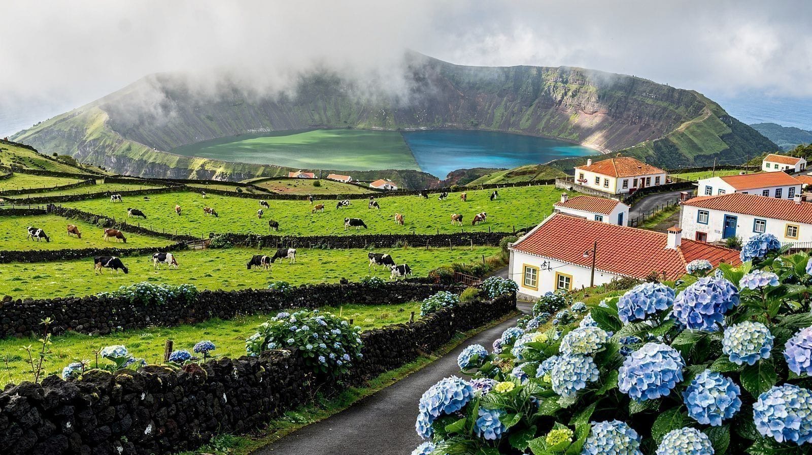 Où j'ai vraiment trouvé les hortensias des Açores