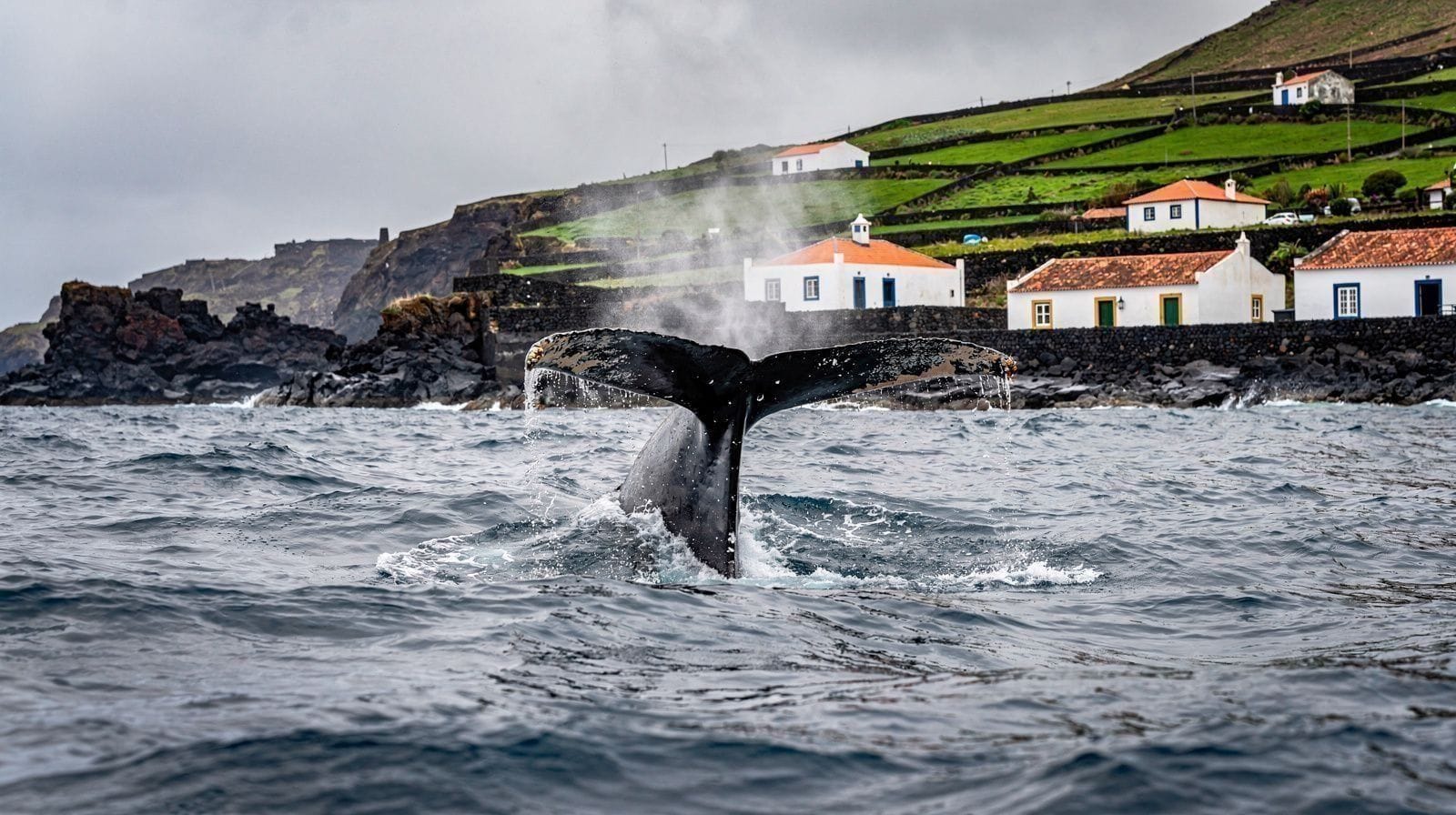 Comment nous choisissons les opérateurs d'observation des baleines aux Açores