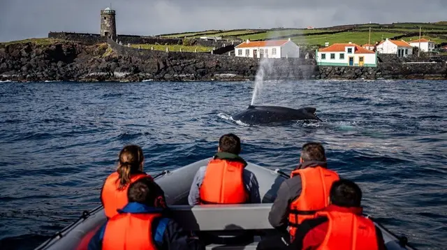 Whale watching