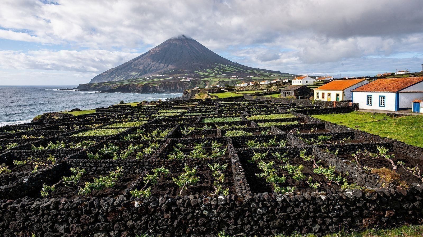Criação Velha: el paisaje vitícola de Pico declarado Patrimonio de la UNESCO