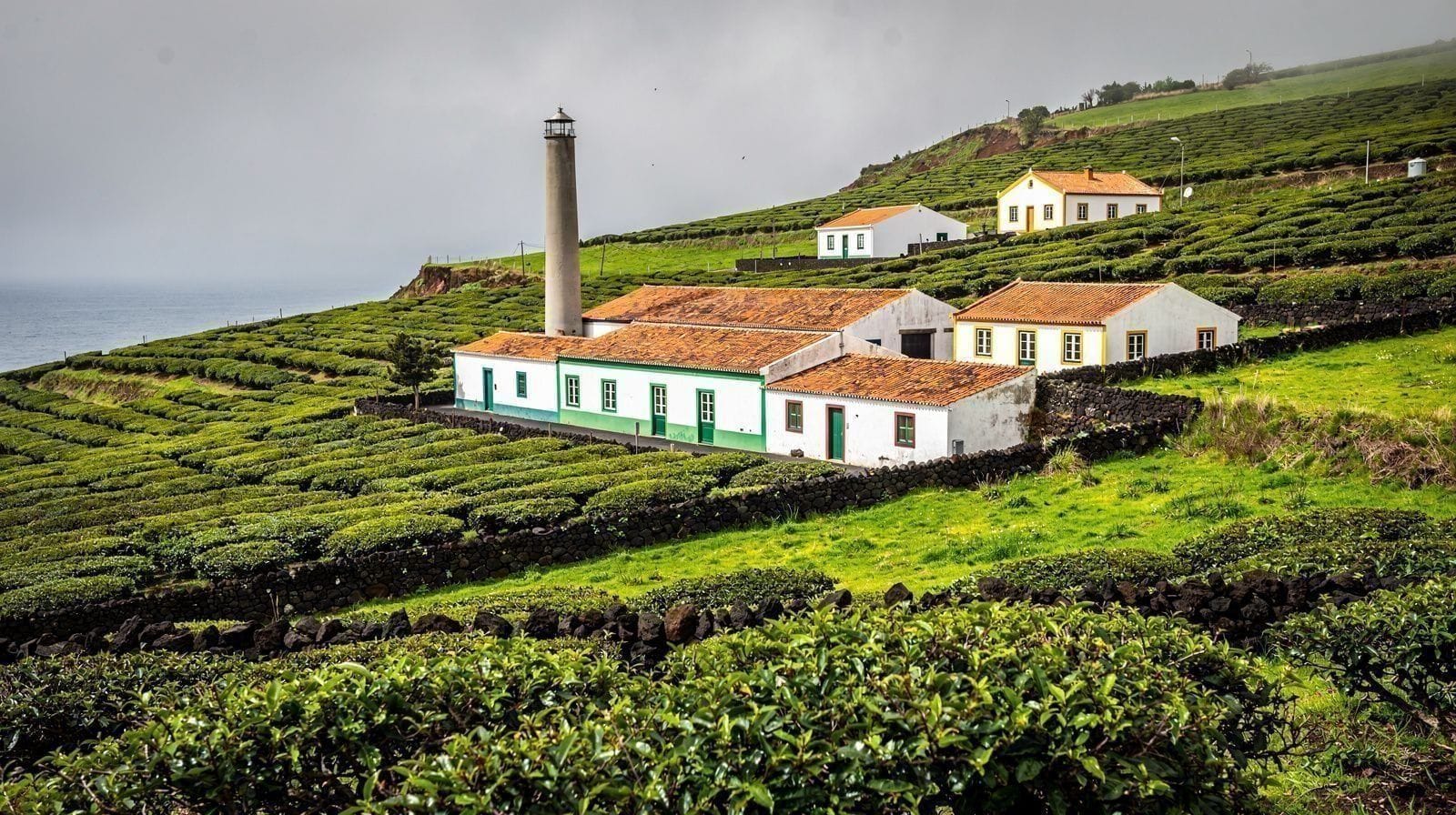 Plantación de té de Gorreana
