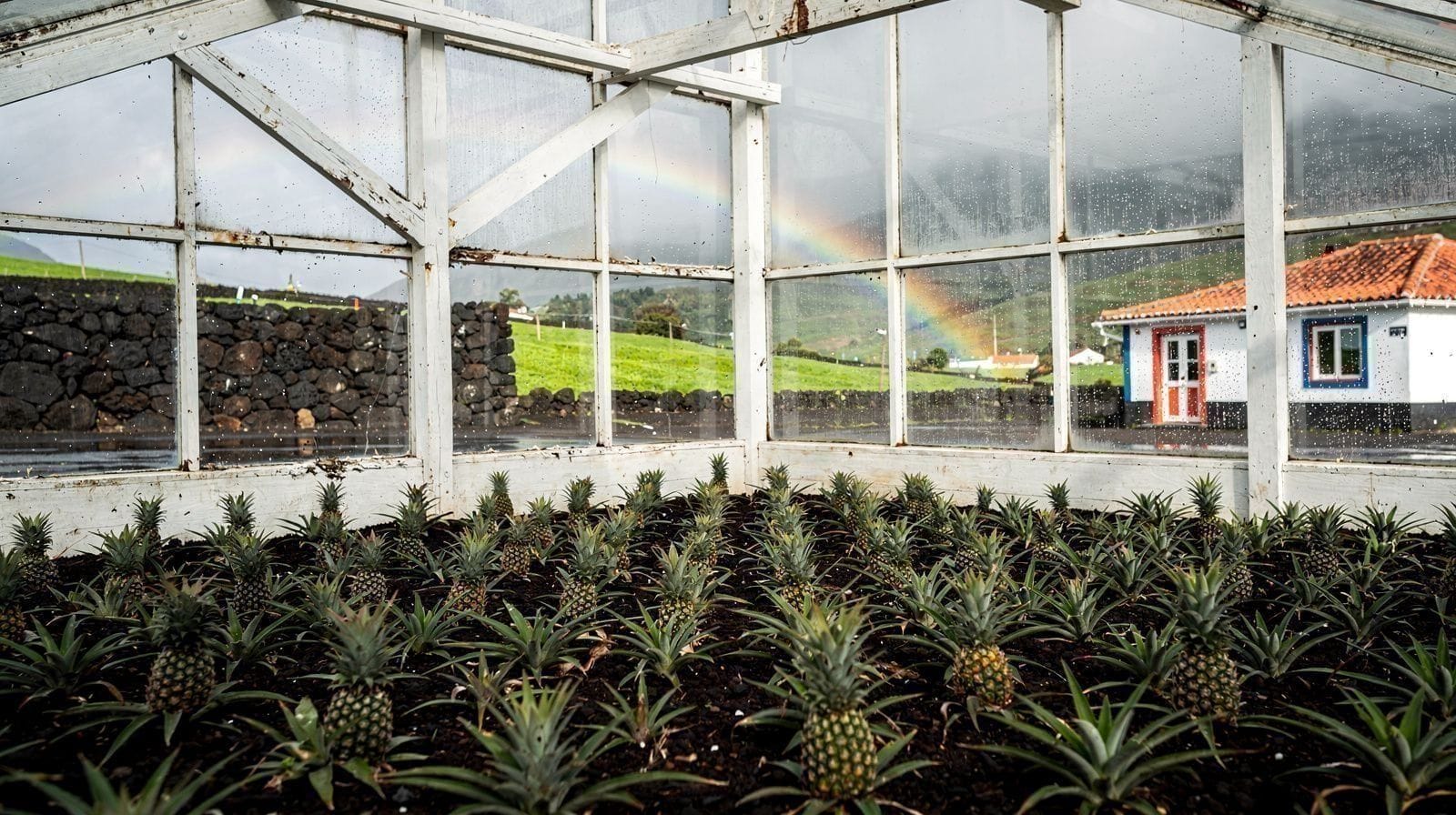 Plantaciones de piña de las Azores: el fruto de invernadero de São Miguel