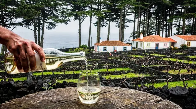 Azores Wine: Pico's UNESCO Vines, Terceira and Beyond
