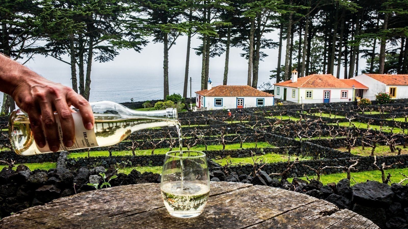 Vino de las Azores: los viñedos de Pico y mucho más