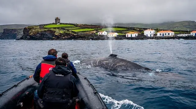 Best Island for Whale Watching in the Azores