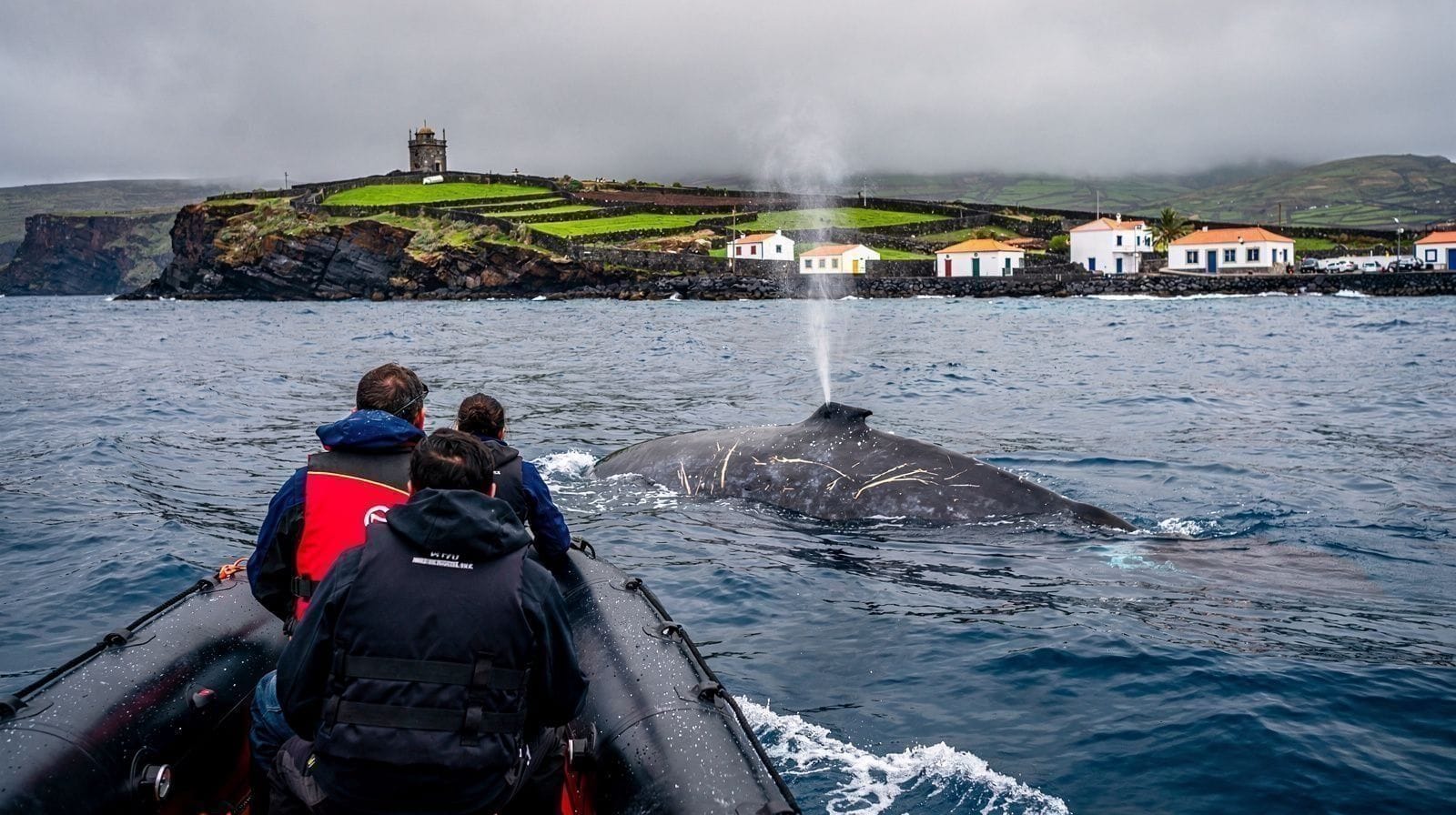 La mejor isla para el avistamiento de ballenas en las Azores