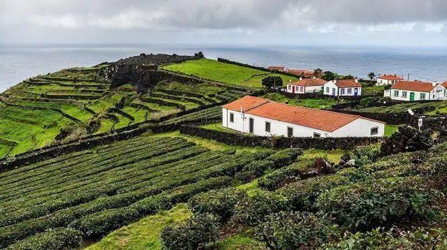 Visiting Gorreana Tea Plantation
