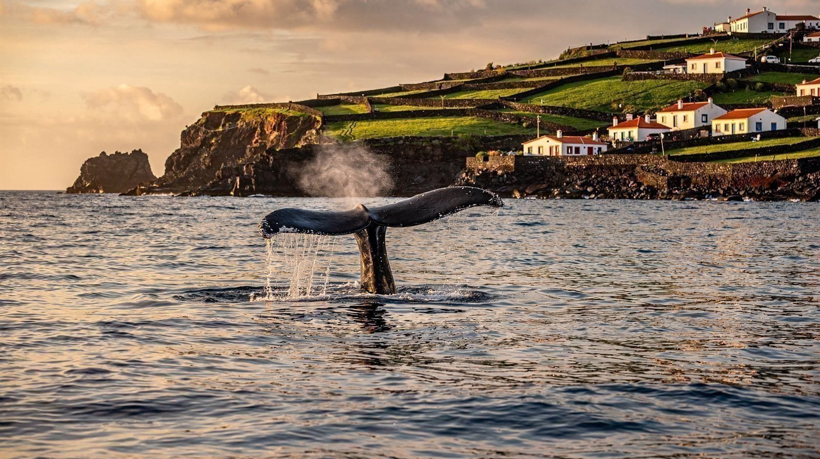 Een 5-daagse Azoren walvissafari: Pico, Faial en Vila Franca do Campo